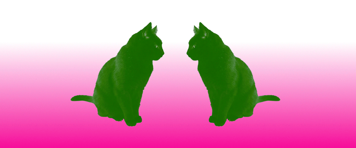 cat GIF with gradient